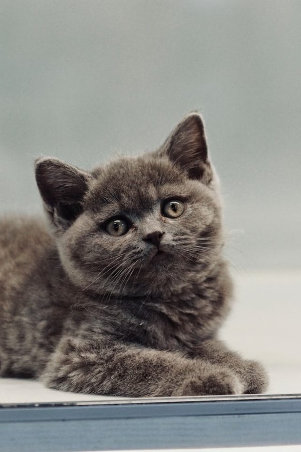 Come posso abituare un gatto alla pettinatura quotidiana per prevenire la formazione di nodi?